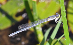 Ischnura perparva