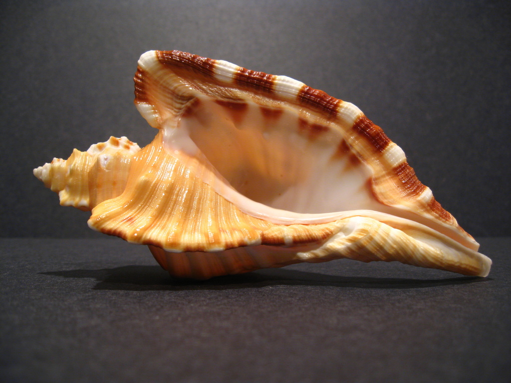 Cymatium raderi