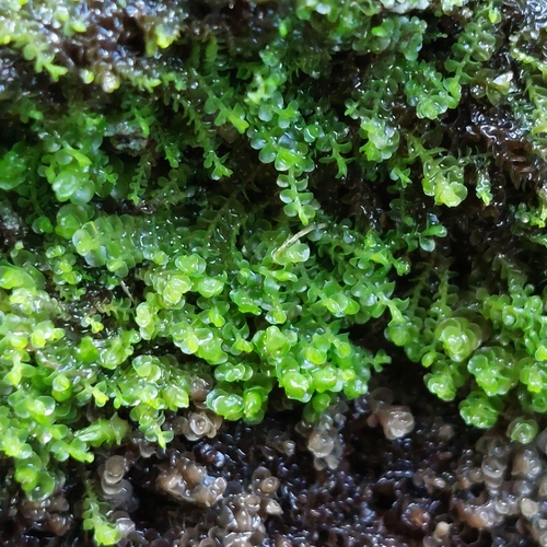 Solenostoma sphaerocarpum, 2024-10-05