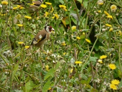Carduelis carduelis