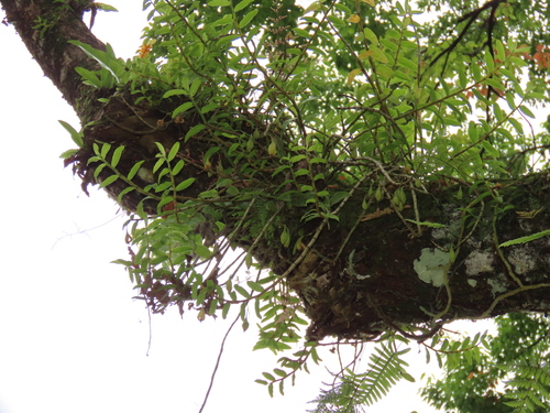 Dendrobium officinale, photograph 6