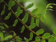 Dendrobium officinale, photograph (c) chiuluan, some rights reserved (CC BY)