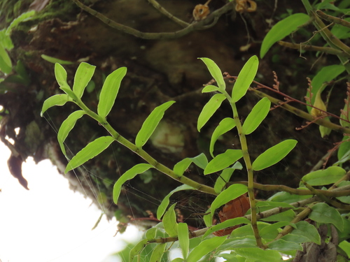 Dendrobium officinale, photograph 4