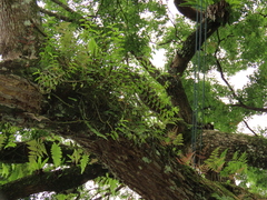 Dendrobium officinale, photograph (c) chiuluan, some rights reserved (CC BY)