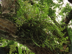 Tosa Dendrobium (Dendrobium tosaense)