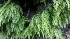 Woodsia caucasica