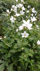 Campanula lactiflora
