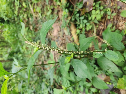 Image of Cyathula prostrata by (c) Sophia Lee, some rights reserved (CC BY)