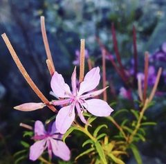 Chamaenerion colchicum