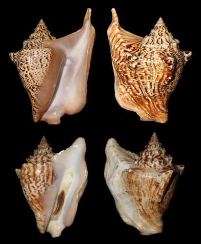 three-horned conch