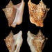 Three-horned Conch - Photo MerlinCharon, no known copyright restrictions (public domain)
