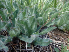 Pilosella horrida