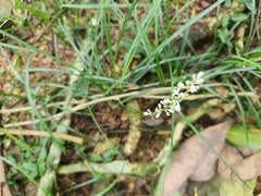Liriope graminifolia, photograph (c) Sophia Lee, some rights reserved (CC BY)