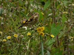 Carduelis carduelis