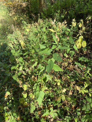Image of Forked Aster by (c) Erin Snyder, some rights reserved (CC BY)