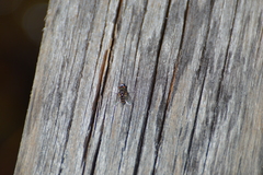 Metopia argyrocephala