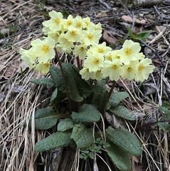 Primula cordifolia