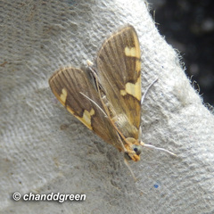 Rehimena phrynealis
