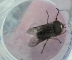 Diptera