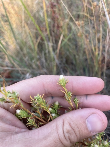 Image of Symphyotrichum ciliatum by (c) Stephen Hornbeck, some rights reserved (CC BY)
