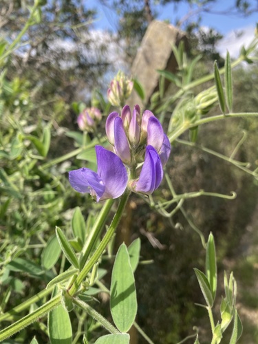 Image of Lathyrus pubescens by (c) Martin Coronel Varela, some rights reserved (CC BY)