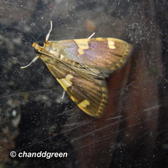 Rehimena phrynealis