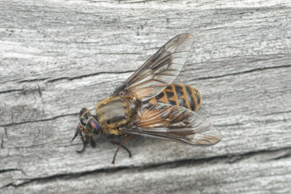 Chrysops furcatus