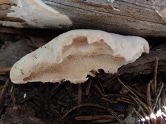 Spongiporus leucospongia