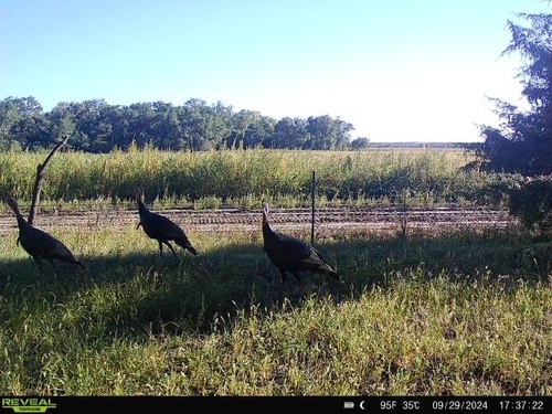 Wild Turkey