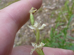 Silene tatarica