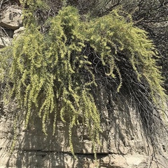 Salsola daghestanica