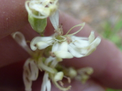 Silene tatarica