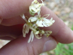 Silene tatarica