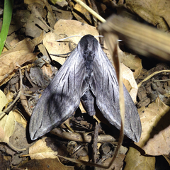 Sphinx perelegans