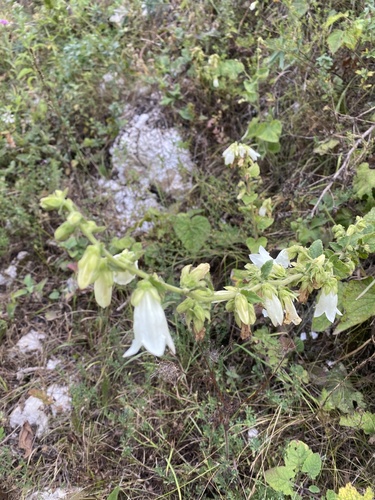Image of Campanula alliariifolia by (c) Илья Руденко, some rights reserved (CC BY)