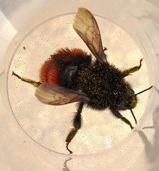 Bombus