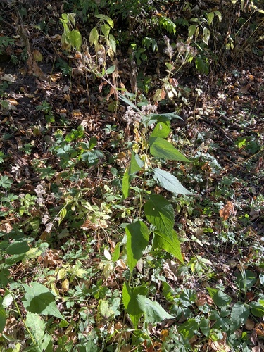Image of Forked Aster by (c) Erin Snyder, some rights reserved (CC BY)