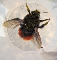 Bombus