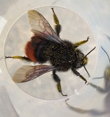 Bombus