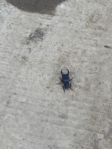 Hope's Stag Beetle