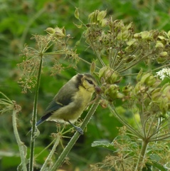 Cyanistes caeruleus