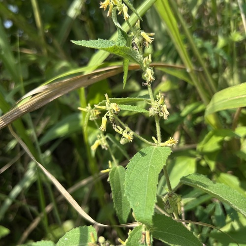 Triumfetta tomentosa observed 2024-10-10