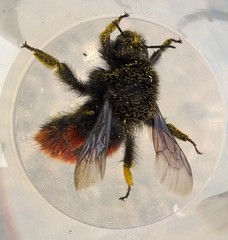 Bombus