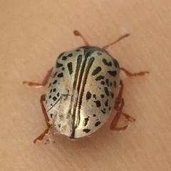 Calligrapha confluens