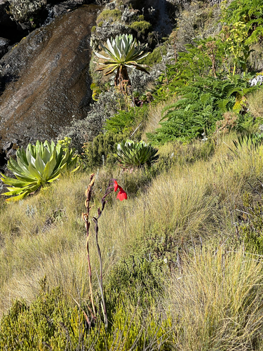 Image of Gladiolus watsonioides by (c) Jared Lincenberg, some rights reserved (CC BY)