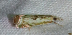 Microcrambus kimballi