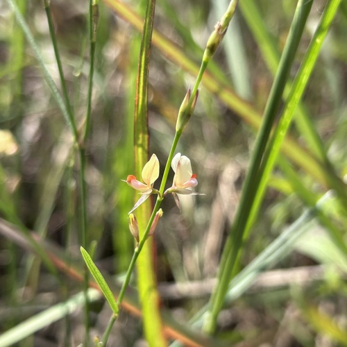 Alysicarpus bupleurifolius observed 2024-10-10