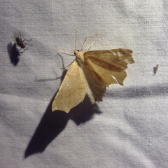 Prochoerodes truxaliata