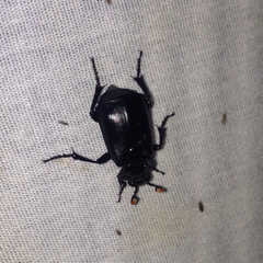 Nicrophorus nigrita