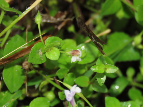 Image of Yamazakia pusilla by (c) chiuluan, some rights reserved (CC BY)